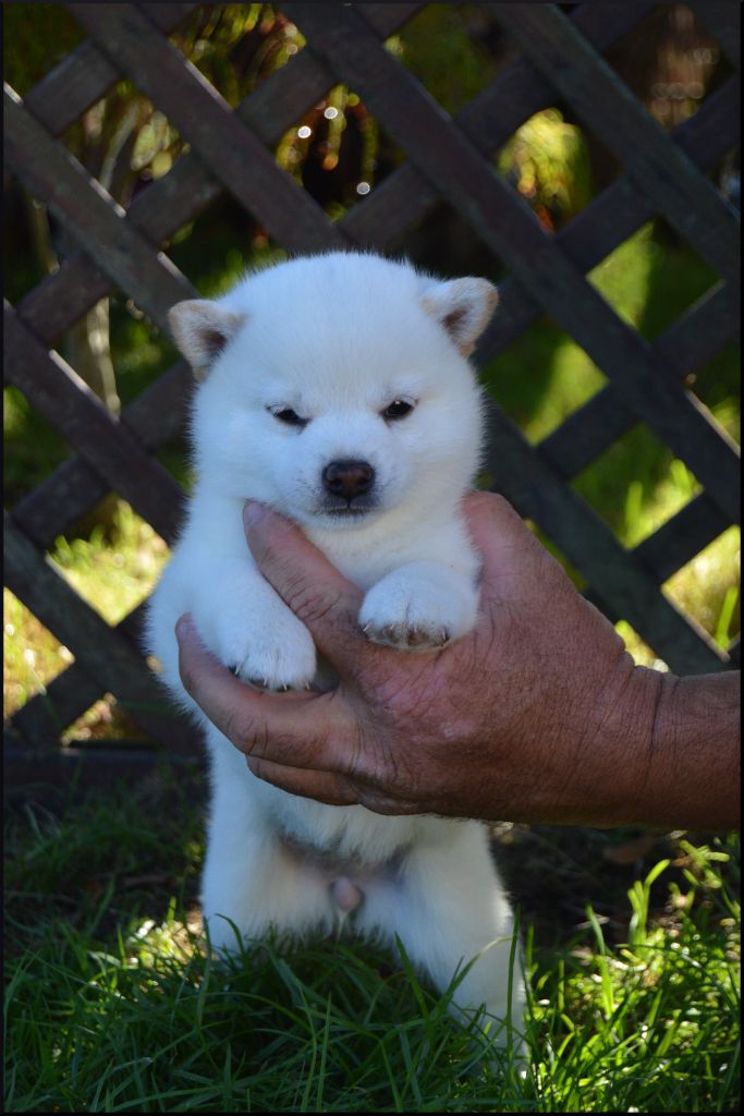 de L'Empire des Samouraïs - Chiots disponibles - Shiba