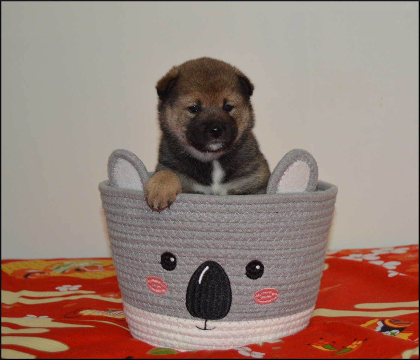 de L'Empire des Samouraïs - Chiots disponibles - Shiba