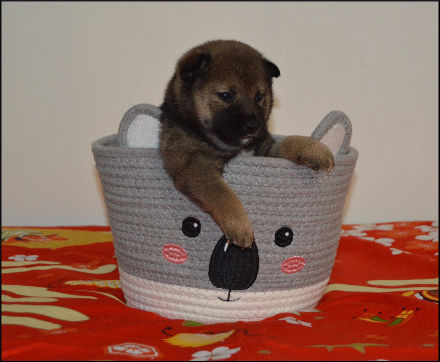 de L'Empire des Samouraïs - Chiots disponibles - Shiba