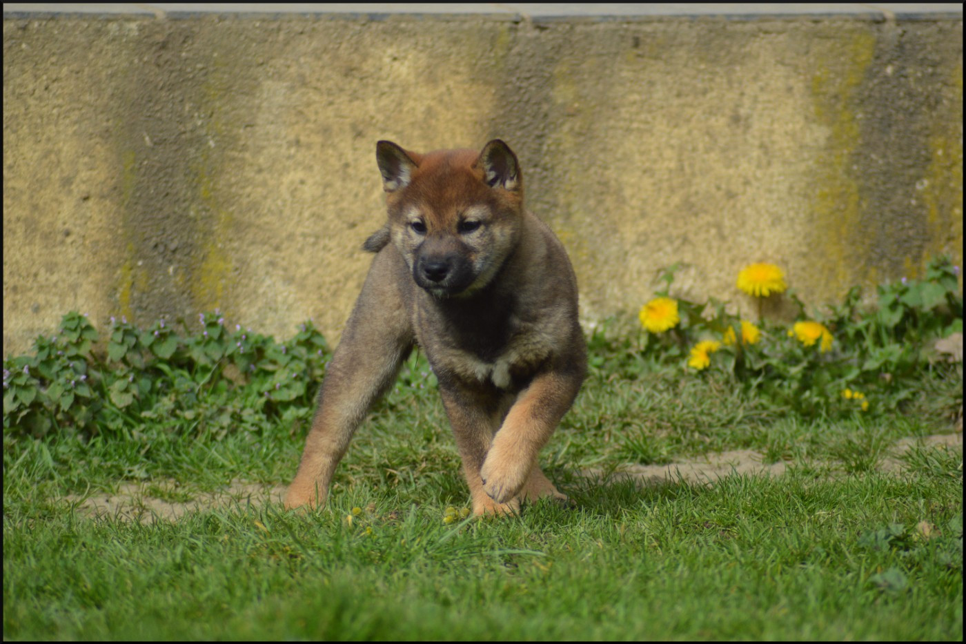 de L'Empire des Samouraïs - Chiots disponibles - Shiba