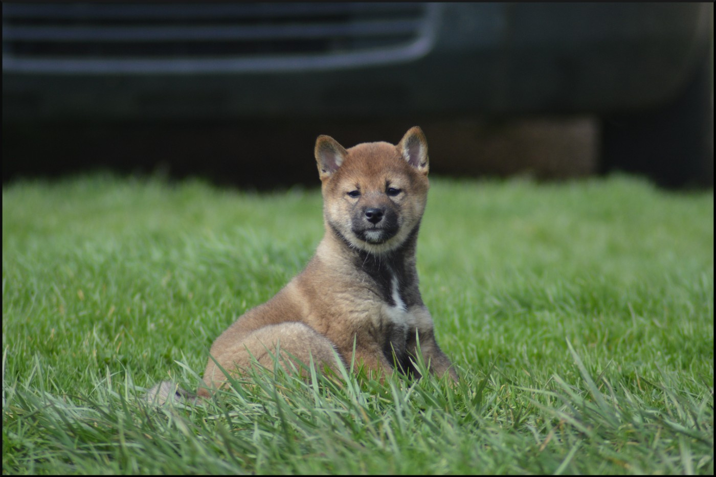 de L'Empire des Samouraïs - Chiots disponibles - Shiba