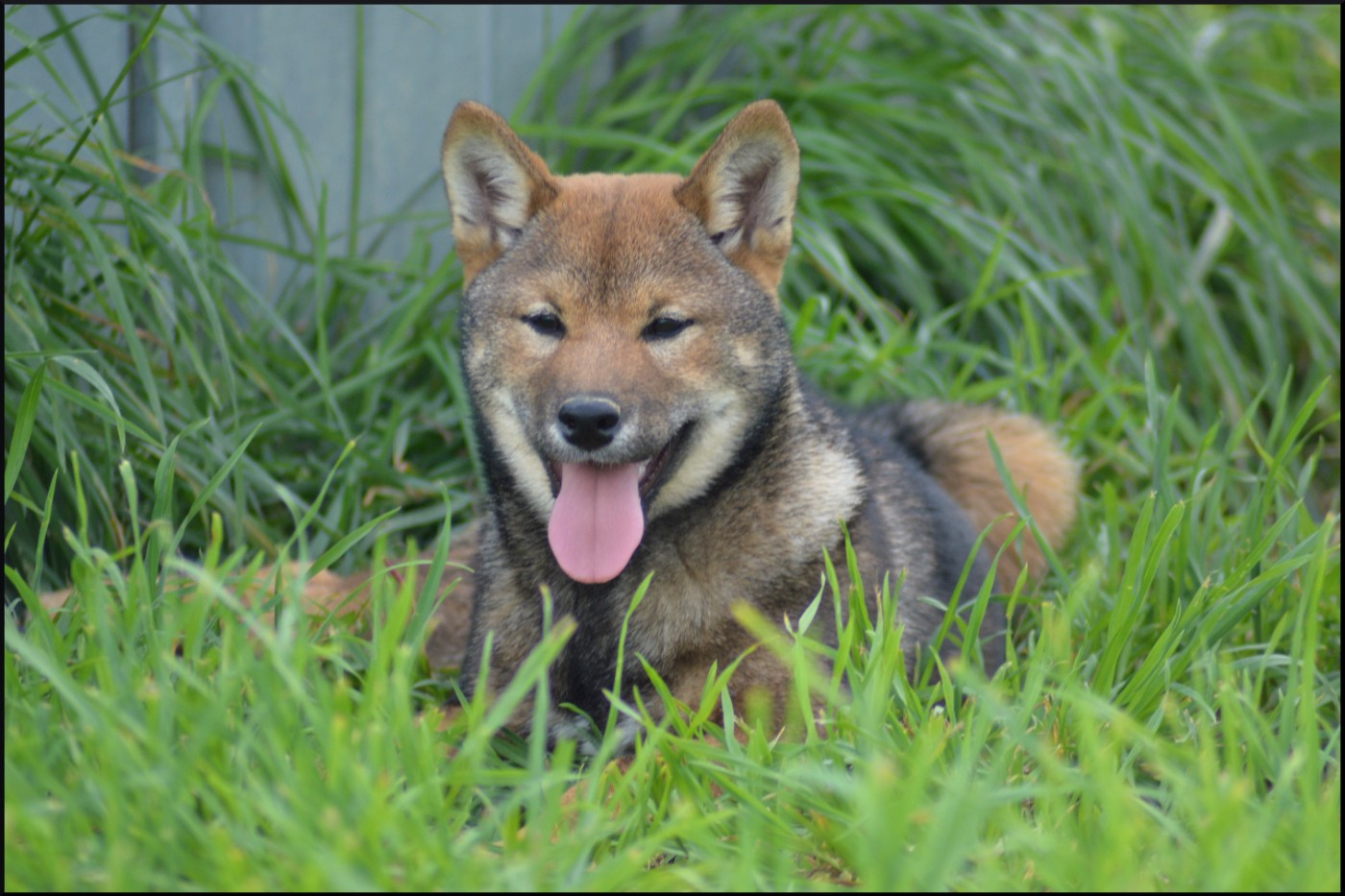 de L'Empire des Samouraïs - Chiots disponibles - Shiba