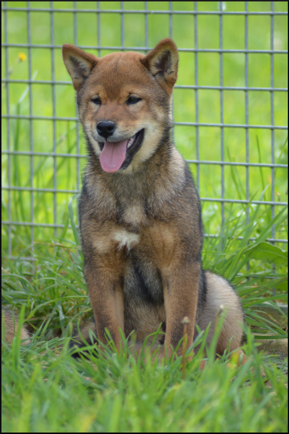 de L'Empire des Samouraïs - Chiots disponibles - Shiba