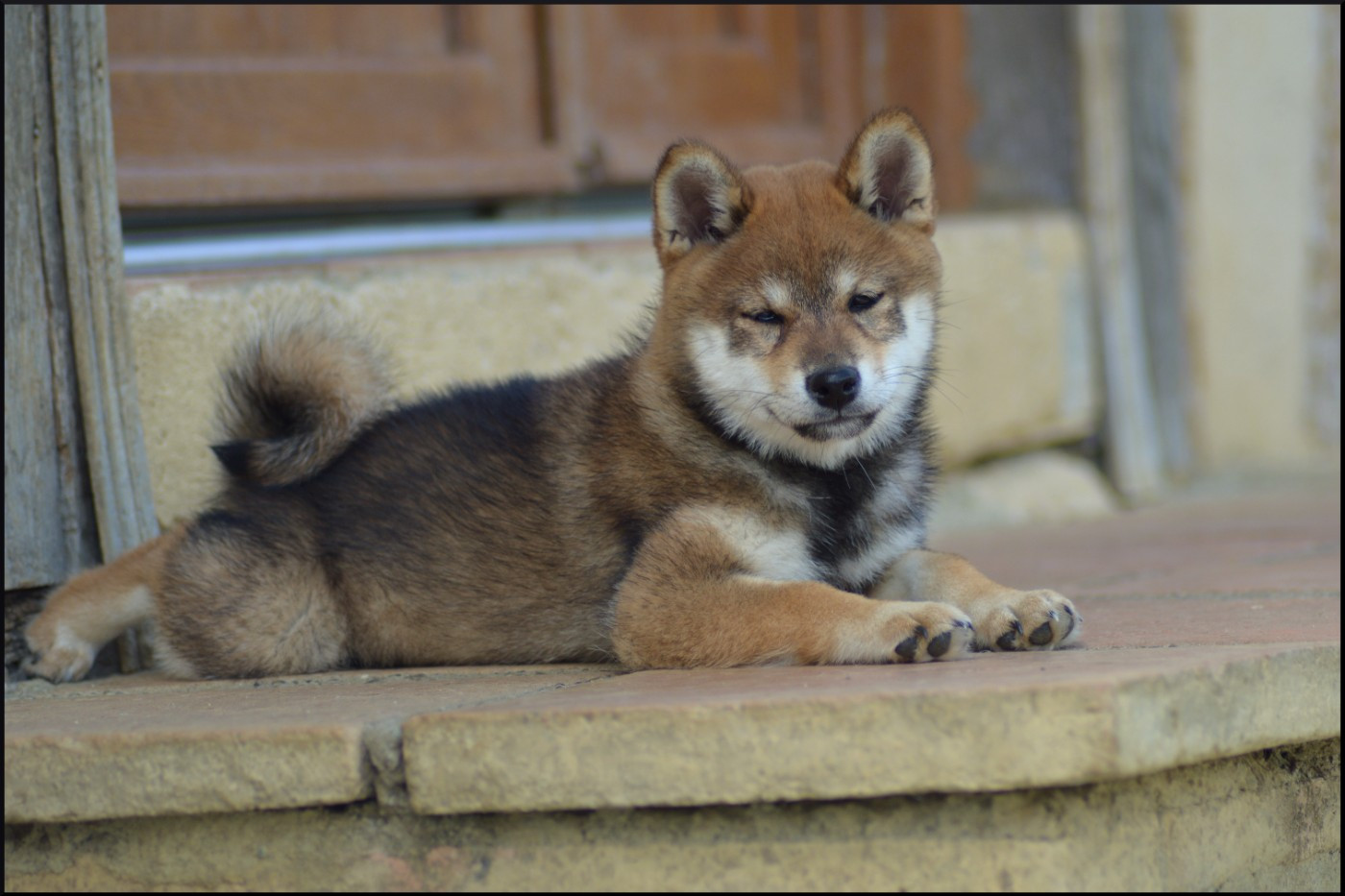 de L'Empire des Samouraïs - Chiots disponibles - Shiba