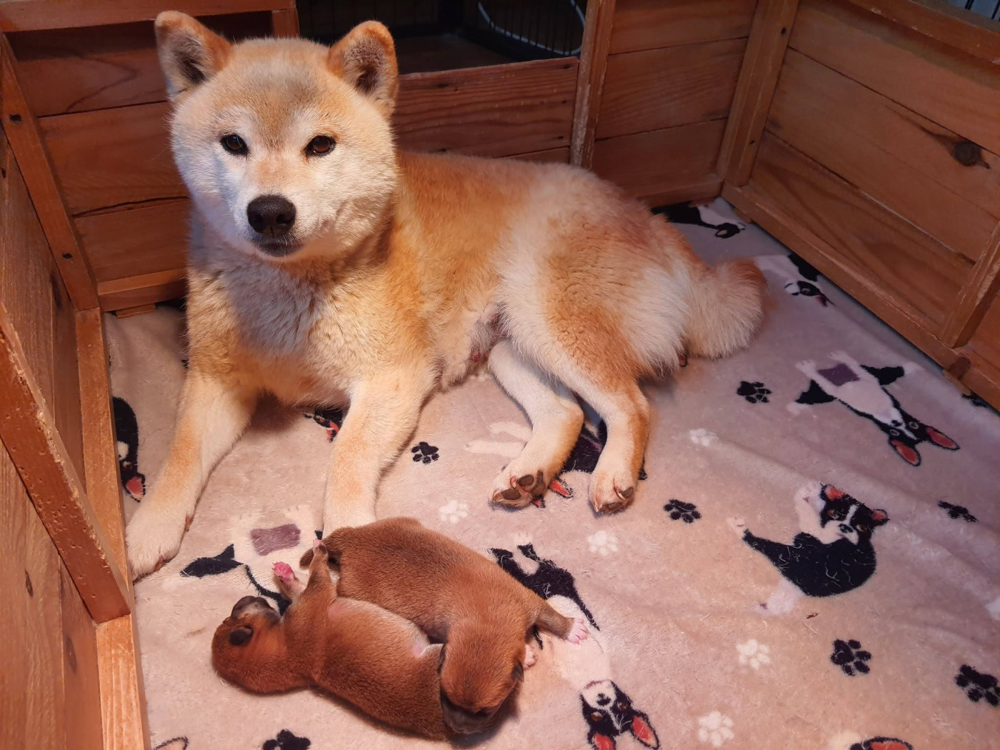 Chiot Shiba de L'Empire des Samouraïs
