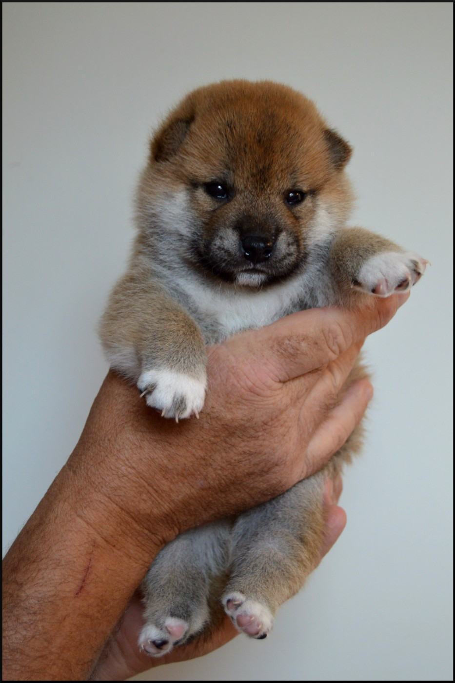 de L'Empire des Samouraïs - Chiots disponibles - Shiba