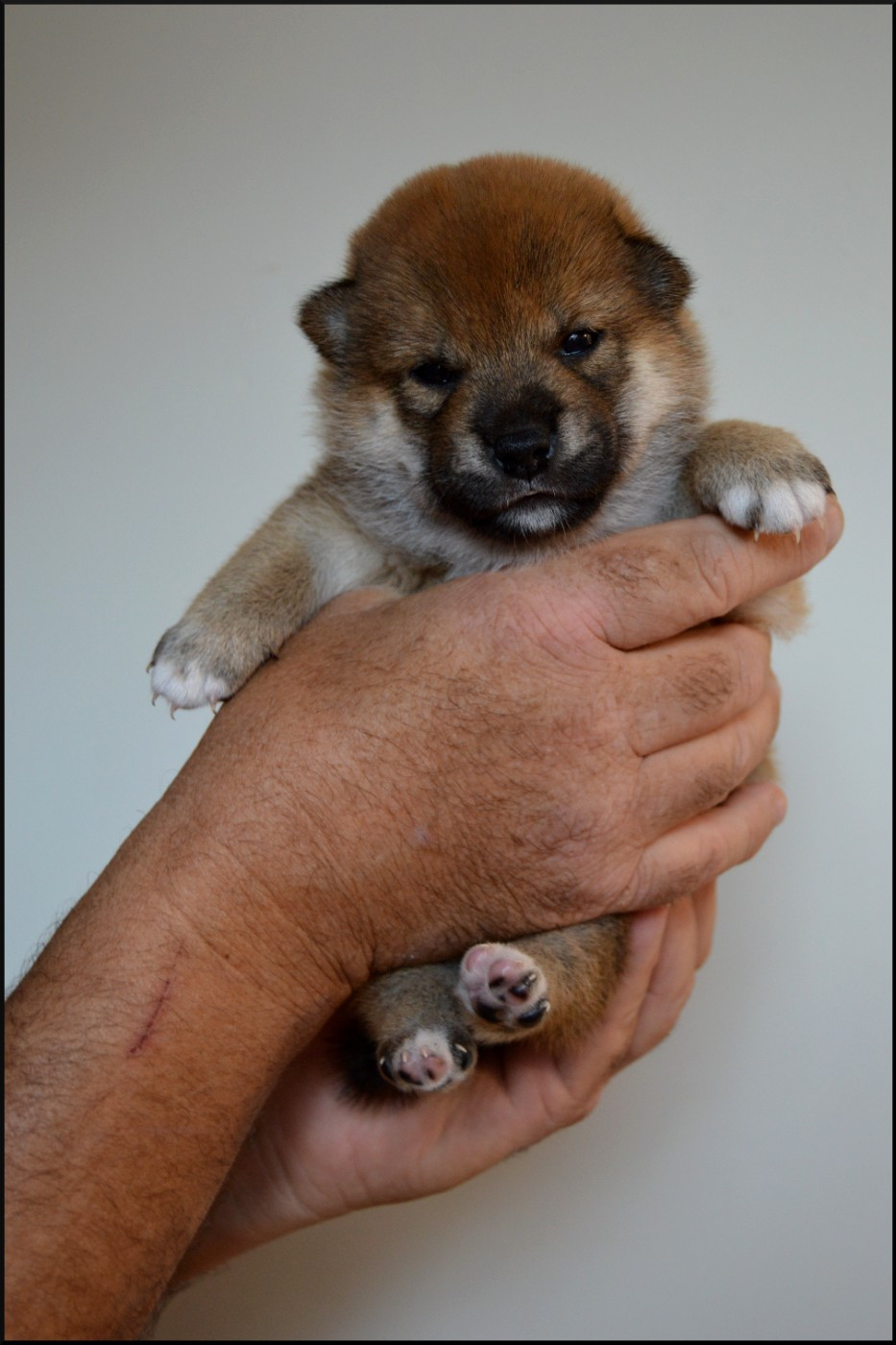 de L'Empire des Samouraïs - Chiots disponibles - Shiba