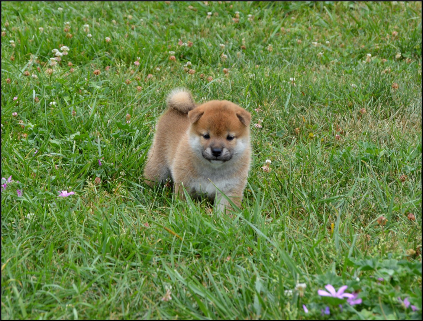 de L'Empire des Samouraïs - Chiots disponibles - Shiba