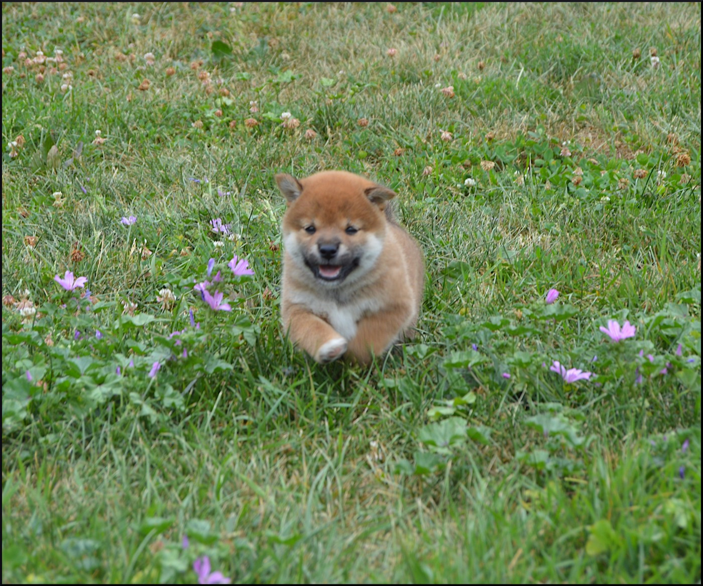 de L'Empire des Samouraïs - Chiots disponibles - Shiba