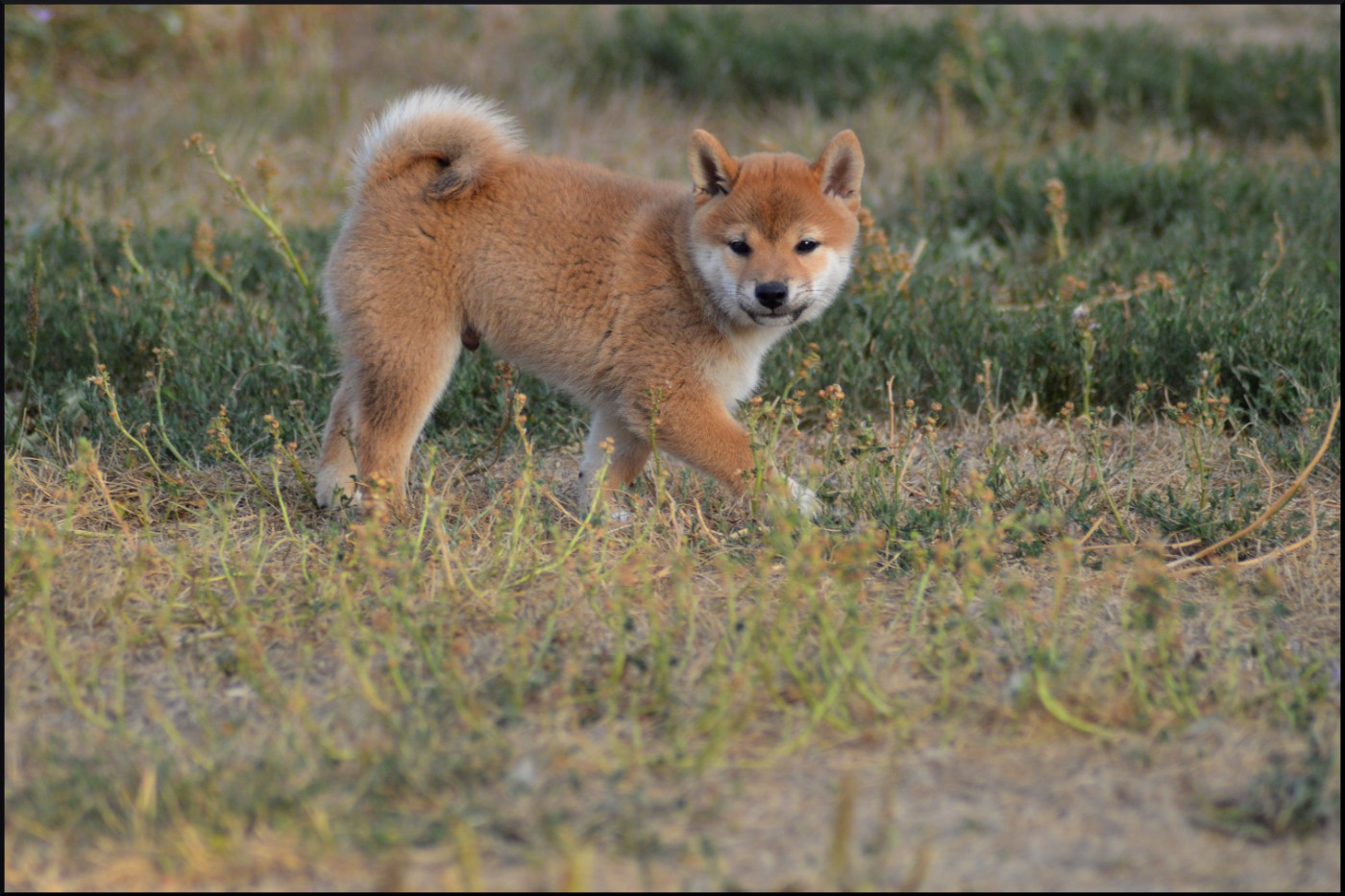 de L'Empire des Samouraïs - Chiots disponibles - Shiba