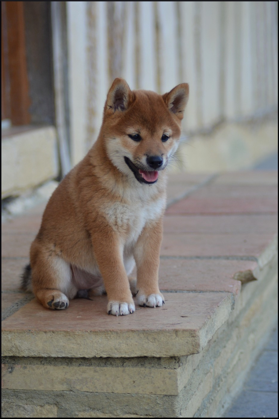 de L'Empire des Samouraïs - Chiots disponibles - Shiba