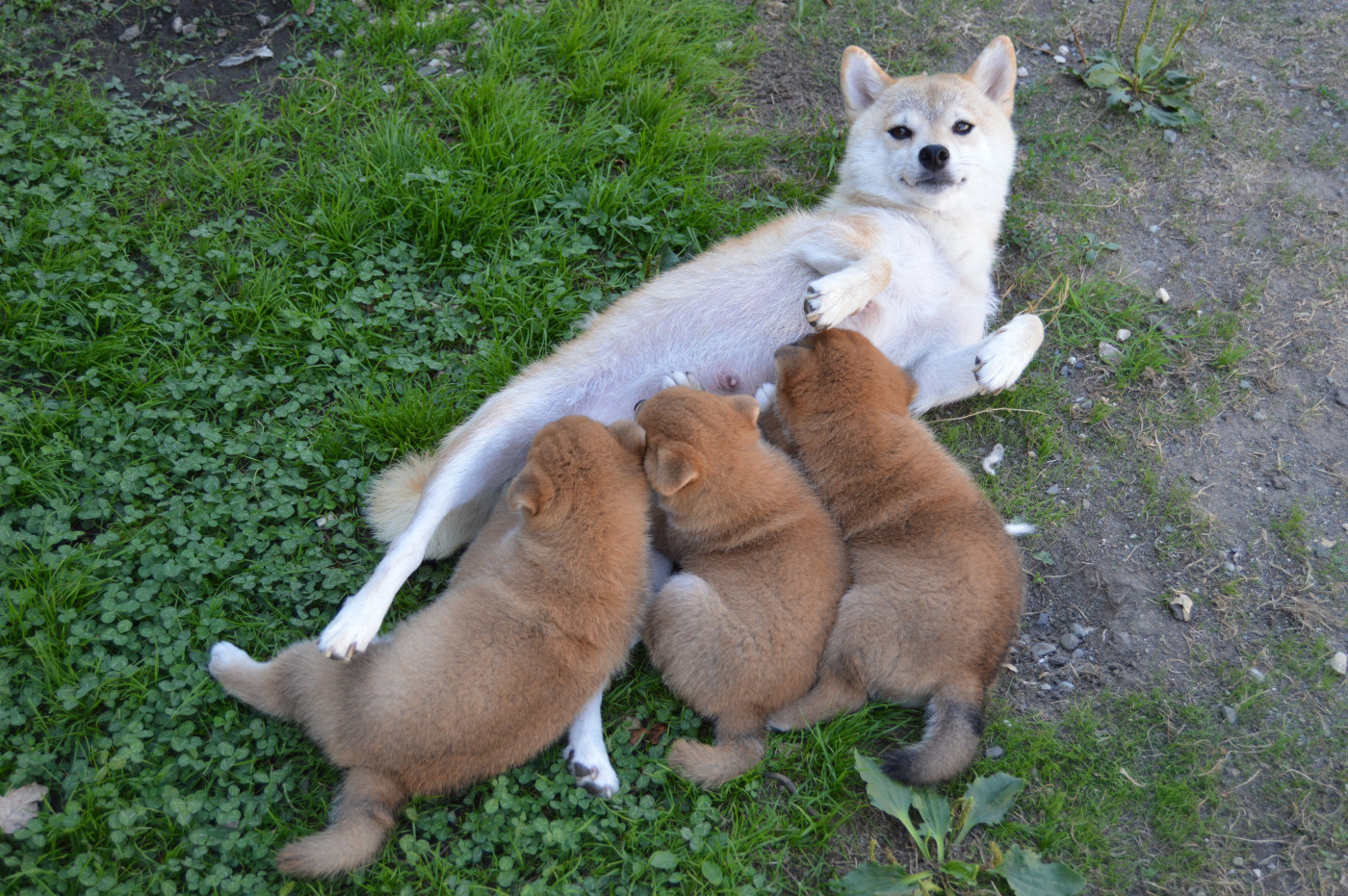 Chiot Shiba de L'Empire des Samouraïs