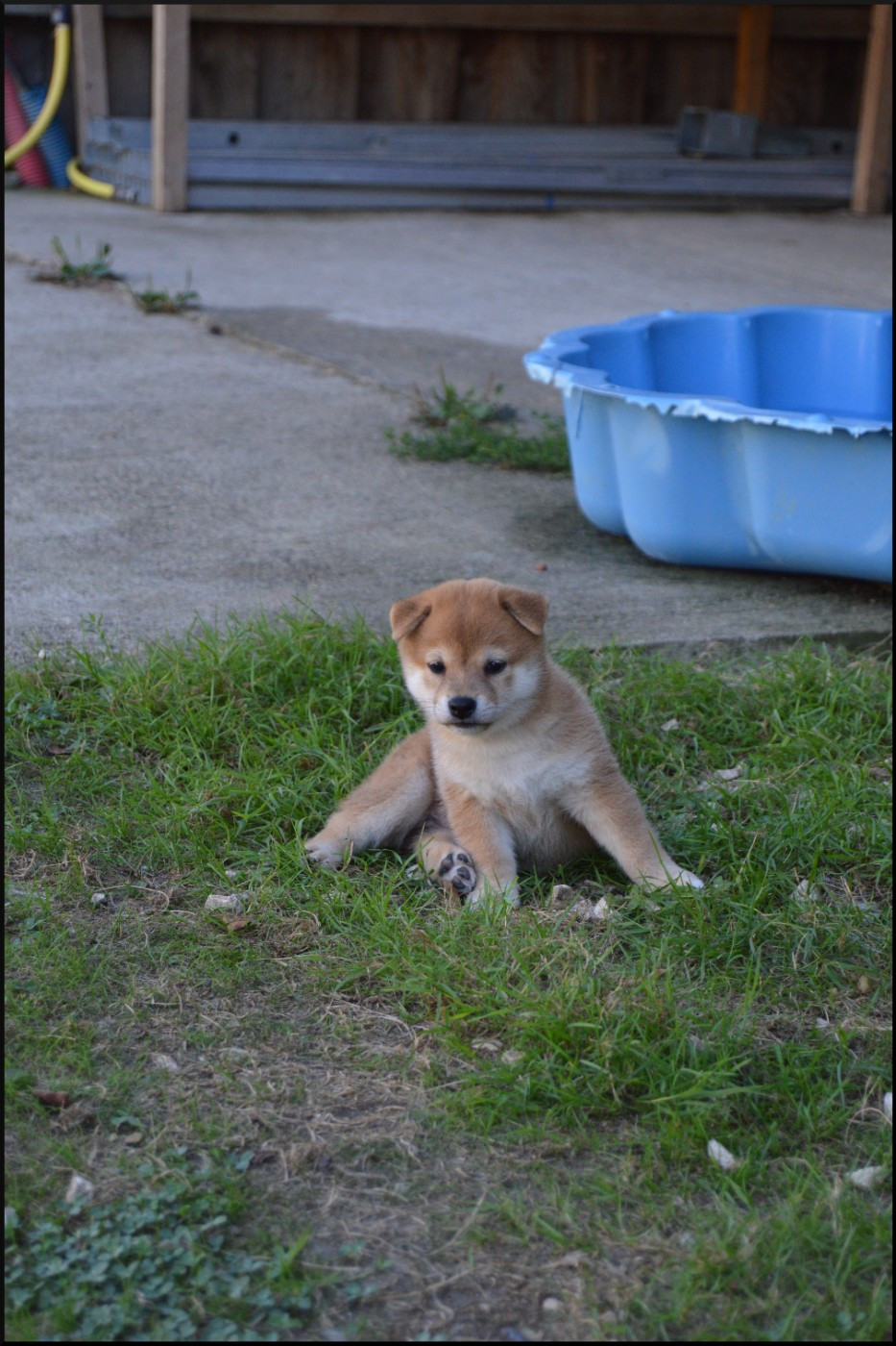 de L'Empire des Samouraïs - Chiots disponibles - Shiba