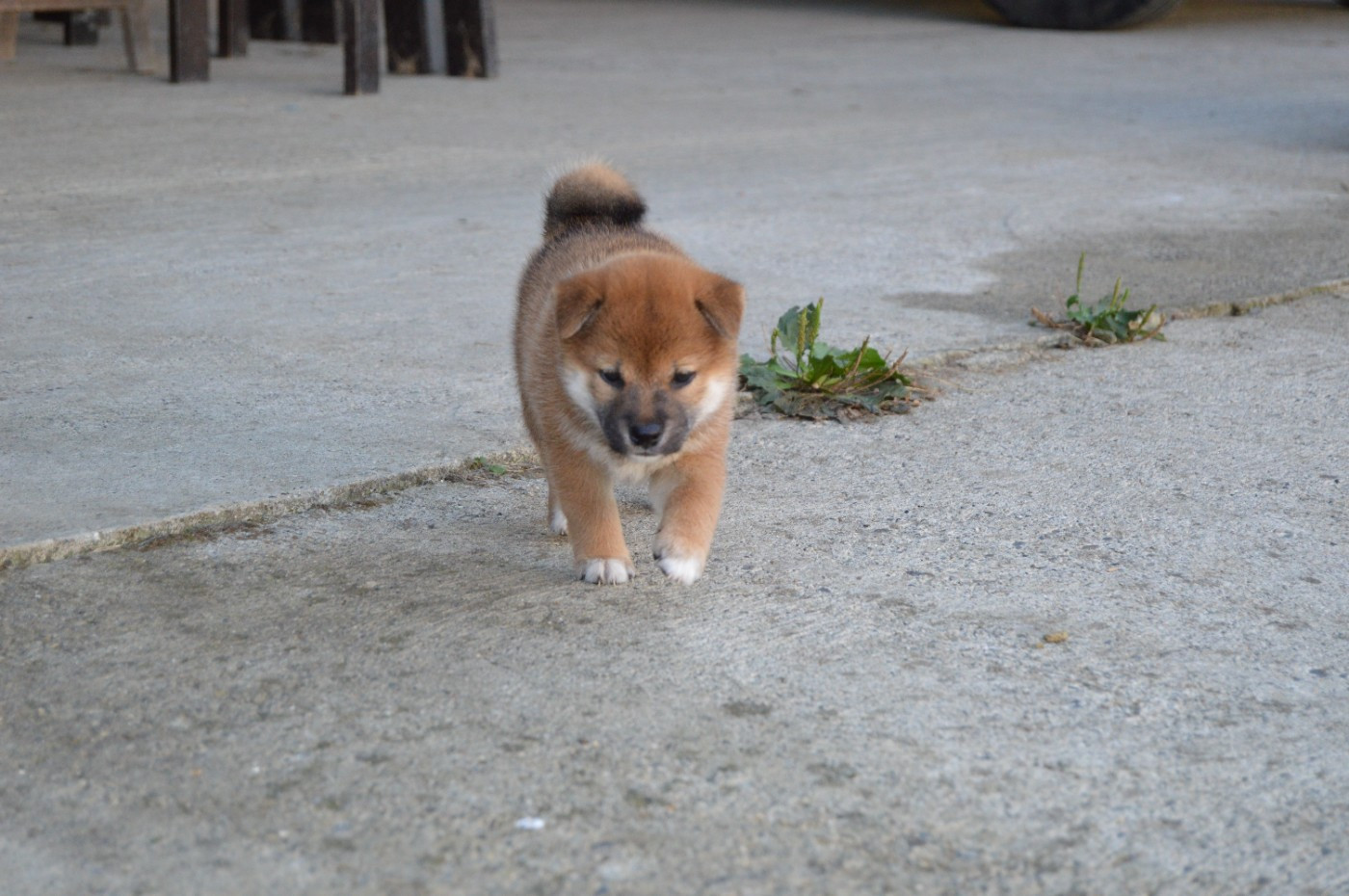 de L'Empire des Samouraïs - Chiots disponibles - Shiba