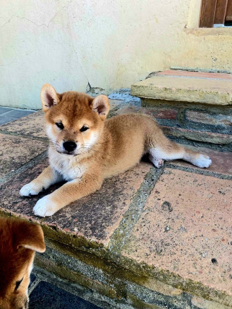 de L'Empire des Samouraïs - Chiots disponibles - Shiba