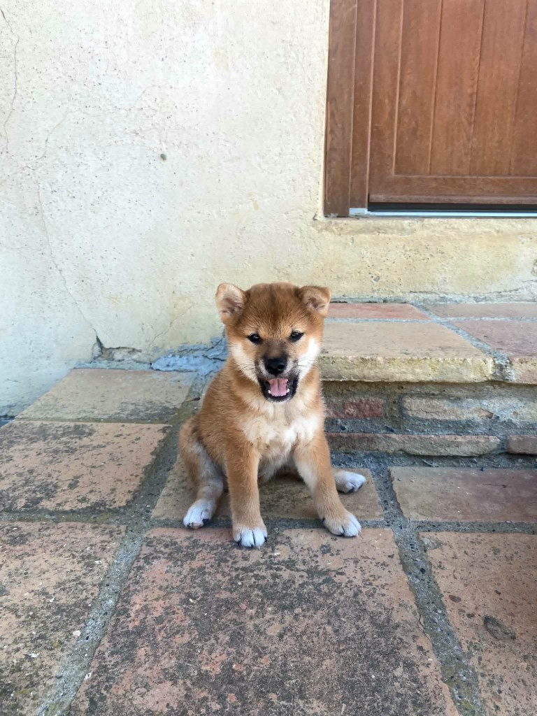 de L'Empire des Samouraïs - Chiots disponibles - Shiba