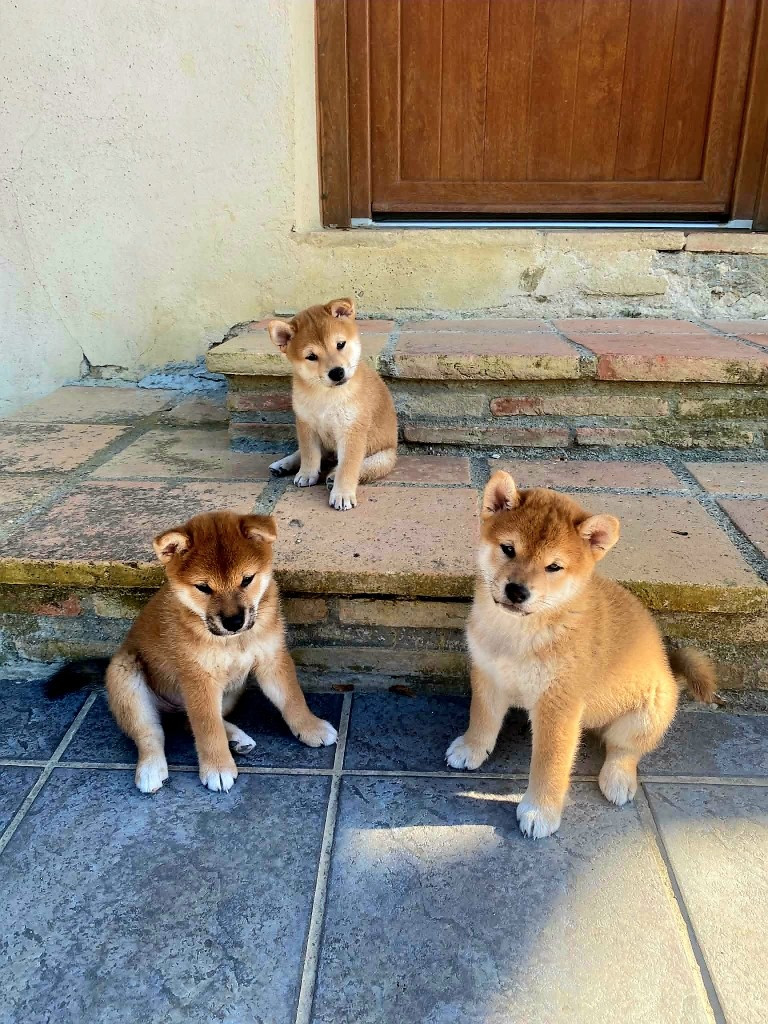 Chiot Shiba de L'Empire des Samouraïs