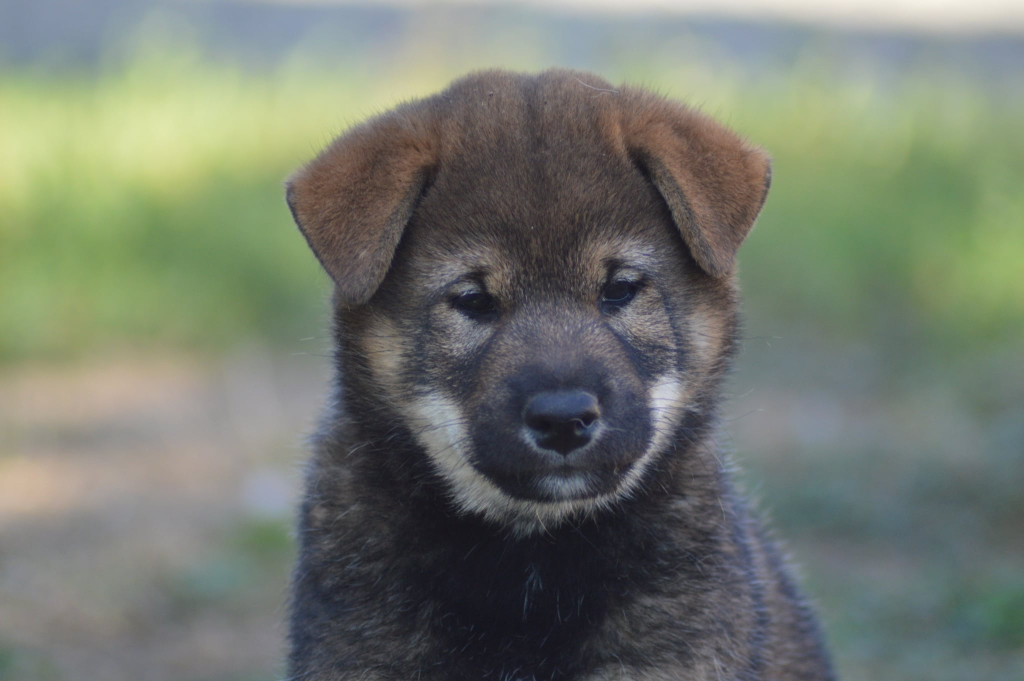 de L'Empire des Samouraïs - Chiots disponibles - Shiba