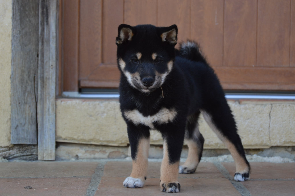 de L'Empire des Samouraïs - Chiots disponibles - Shiba