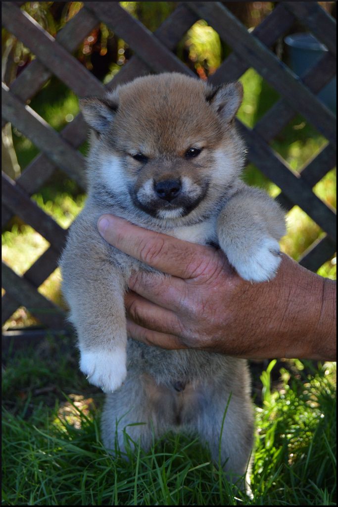 de L'Empire des Samouraïs - Chiots disponibles - Shiba