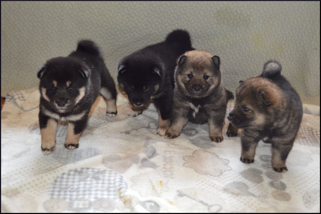 Chiot Shiba de L'Empire des Samouraïs