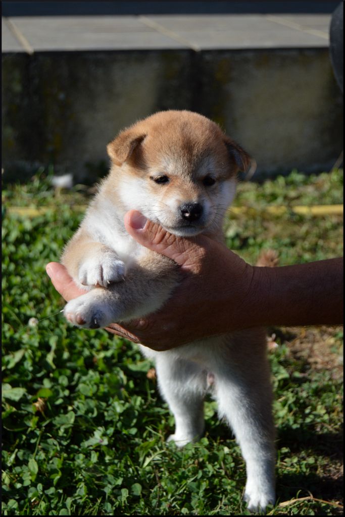 de L'Empire des Samouraïs - Chiots disponibles - Shiba