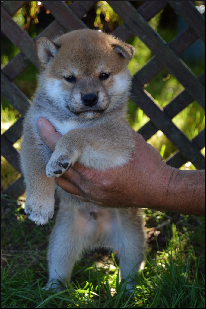 de L'Empire des Samouraïs - Chiots disponibles - Shiba