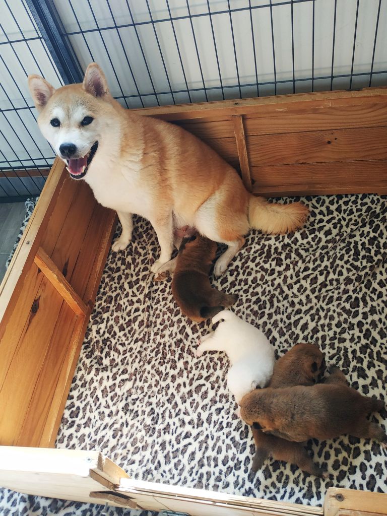 Chiot Shiba de L'Empire des Samouraïs