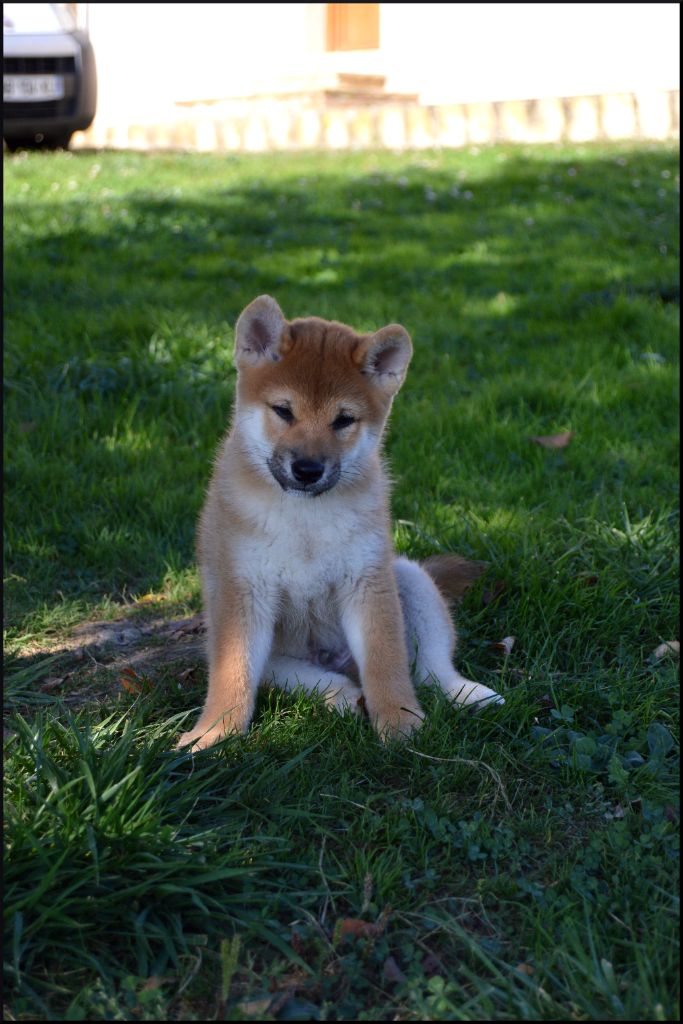 de L'Empire des Samouraïs - Chiots disponibles - Shiba